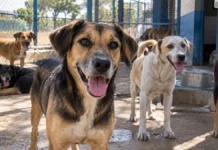 Cães recuperados aguardam adoção em Porto Velho; veja como oferecer um novo lar Cães recuperados disponíveis para adoção em Porto Velho