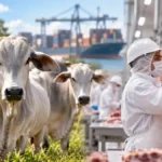 Indonésia habilita novas plantas de Rondônia para exportar carne bovina Carne bovina de Rondônia em composição editorial sobre habilitação de frigoríficos para o mercado da Indonésia