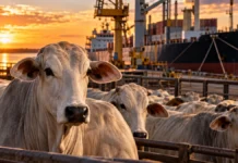 Brasil esgota cota de carne bovina na China; excedente terá tarifa de 67% Cota da carne bovina brasileira na China chega a 100% em setembro de 2026
