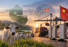 Exportação de carne bovina cai 27,1% em agosto; Rondônia acompanha cota chinesa Exportação de carne bovina em agosto em composição editorial sobre Brasil e China