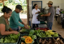 Programa de compras da agricultura familiar alcança 45 municípios de Rondônia Programa Nosso Alimento em Rondônia