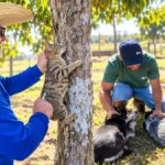 Vacinação antirrábica em Vilhena terá 37 pontos no dia 12 Vacinação antirrábica em Vilhena com atendimento a cães e gatos