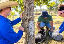 Vacinação antirrábica em Vilhena terá 37 pontos no dia 12 Vacinação antirrábica em Vilhena com atendimento a cães e gatos