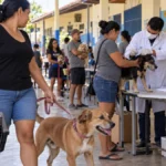 Porto Velho terá vacinação antirrábica gratuita de cães e gatos no dia 12 vacinação antirrábica gratuita para cães e gatos em Porto Velho
