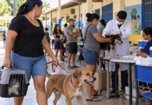 Porto Velho terá vacinação antirrábica gratuita de cães e gatos no dia 12 vacinação antirrábica gratuita para cães e gatos em Porto Velho