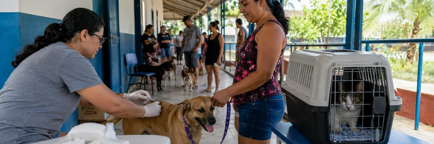cães e gatos devem ser levados com segurança para vacinação em Porto Velho