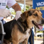 Rolim de Moura vacina cães e gatos contra raiva neste sábado vacinação antirrábica em Rolim de Moura para cães e gatos