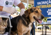 Rolim de Moura vacina cães e gatos contra raiva neste sábado vacinação antirrábica em Rolim de Moura para cães e gatos