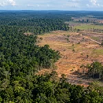 Desmatamento cai 34,9% em Rondônia, mas redução fica abaixo da média da Amazônia Desmatamento em Rondônia caiu 34,9% no ciclo anual medido pelo Prodes