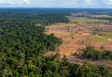 Desmatamento cai 34,9% em Rondônia, mas redução fica abaixo da média da Amazônia Desmatamento em Rondônia caiu 34,9% no ciclo anual medido pelo Prodes