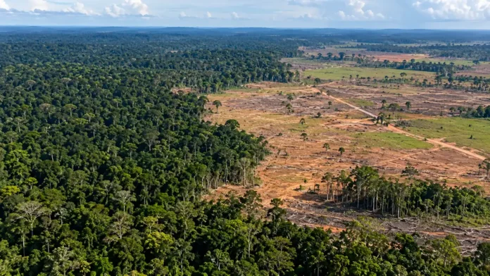 Desmatamento em Rondônia caiu 34,9% no ciclo anual medido pelo Prodes