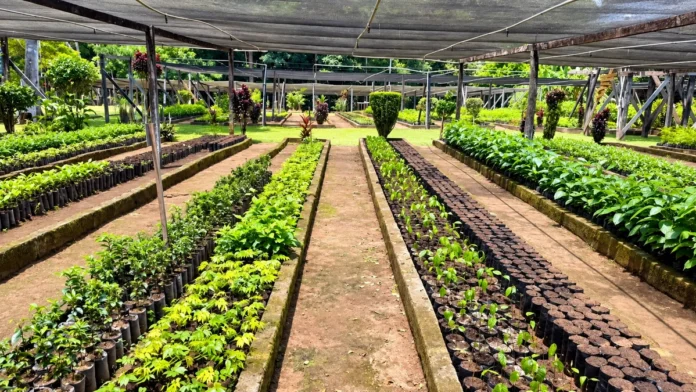 Viveiro Municipal de Porto Velho com fileiras de mudas prontas para distribuição