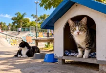 Porto Velho instala abrigos para gatos no Skate Parque e prevê expansão para outros dois parques Abrigos para gatos ilustrados em um parque de skate, com felino em casinha e outro no entorno em Porto Velho