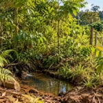 Regeneração natural recupera área de nascente em propriedade cafeeira de Cacoal Regeneração natural em Cacoal em área protegida de propriedade cafeeira, com vegetação nativa jovem e nascente cercada.
