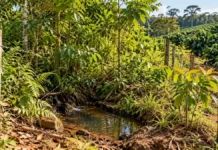 Regeneração natural recupera área de nascente em propriedade cafeeira de Cacoal Regeneração natural em Cacoal em área protegida de propriedade cafeeira, com vegetação nativa jovem e nascente cercada.